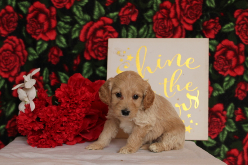 puppy, for, sale, Mini Goldendoodle F2, Matthew B. Stoltzfus, dog, breeder, Gap, PA, dog-breeder, puppy-for-sale, forsale, nearby, find, puppyfind, locator, puppylocator, aca